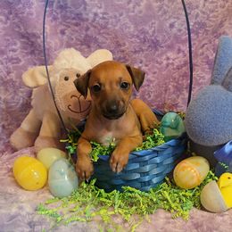 Maria - Red Italian Greyhound puppy in Virginia from Selah Kennel