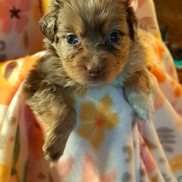 Australian Shepherd Puppies from Waggle Time Farms