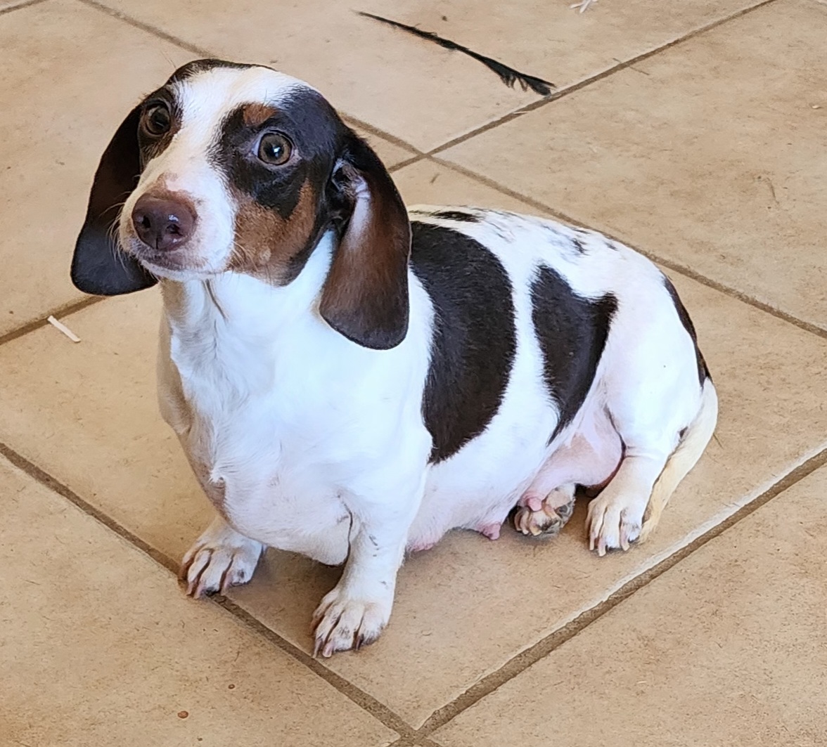 Precious - Dachshund