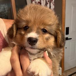 Scout - Sable female Pembroke Welsh Corgi puppy in Hotchkiss, Colorado from Grand Mesa Corgis