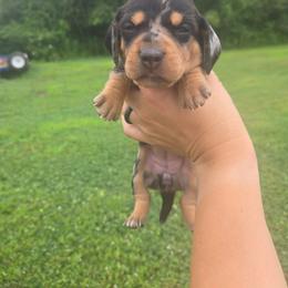 Gala - Black and tan female Dachshund puppy in Berry, Alabama from Whisper Gray