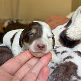 Jessie - Piebald female Dachshund puppy in Hornbeck, Louisiana from A&Z Mini Dachshunds