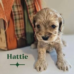 Hattie - Golden female Cockapoo puppy in Rutherford County, North Carolina from Simply Grace Farms