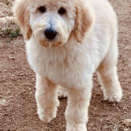 Summit - Yellow and white male Bernedoodle puppy in Yarnell, Arizona from Boulder Mountain Doodles