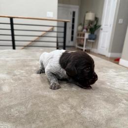 Boy 3 - Brown and gray male Wirehaired Pointing Griffon puppy in Shelley, Idaho from Western Gundogs
