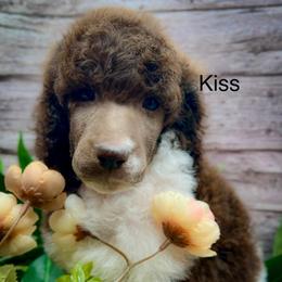 Kiss - Parti male Poodle puppy in Greenville, North Carolina from Grace Poodles