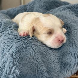 Boy 3 - Blenheim male Cavachon puppy in Smoot, Wyoming from Designer Mountain Mutts