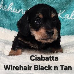 Ciabatta - Black and tan male Dachshund puppy in Mount Sherman, Kentucky from Kaleidoscope Dachshunds and Whippets