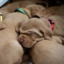 Wirehaired Vizsla Puppies from Cave Canis Kennels