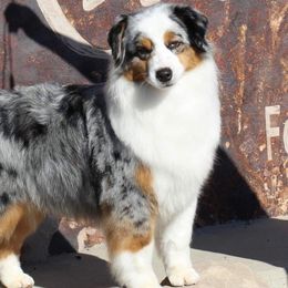 Tyme - Australian Shepherd