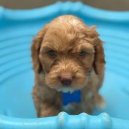 Blue - Red male Australian Labradoodle puppy in Fontana, California from Grammy's Puppy Love doodles and poodles