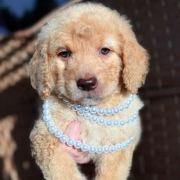 Girl 1 - Goldendoodle puppy from Silver Hill Farm
