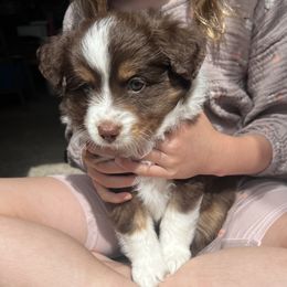 Brownie (aka Romeo) - Red male Toy Australian Shepherd puppy in Raymore, Missouri from Kagarice Family