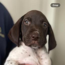 Male 4 - White and liver male German Shorthaired Pointer puppy in Weeki Wachee, Florida from River Ridge GSP