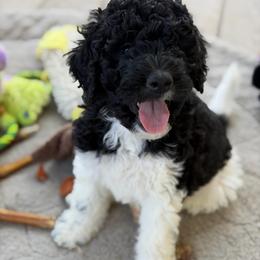 Mycroft - Tri-color male Bernedoodle puppy in Springfield, Missouri from Doodle Dandy Bernedoodles
