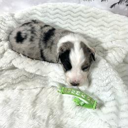 Tiffany - Blue merle female Australian Shepherd puppy in Vail, Iowa from Homegrown Huskies