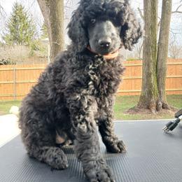 Orange - Black female Poodle puppy in Big Rapids, Michigan from Meeker's Ridge Standard Poodles