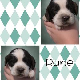 Rune - Tri-Roan male English Springer Spaniel puppy in Florida from Thunderbird Springers