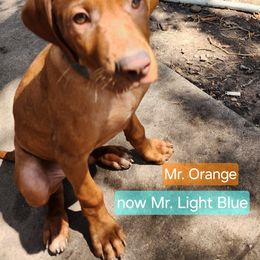 Mr. Lt Blue (originally Mr. Orange) - Golden rust male Vizsla puppy in Beeville, Texas from CW Legacy Vizslas