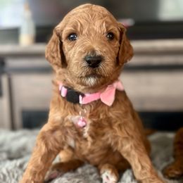 Gucci - Brown and white male Bernedoodle puppy in San Antonio, Texas from Pyper Bernedoodles SATX