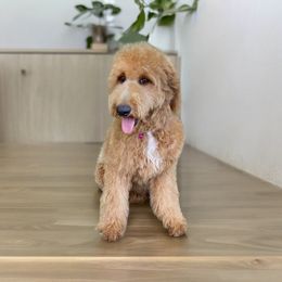 Mabrey - Goldendoodle