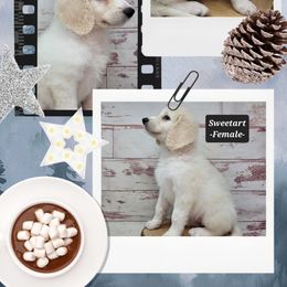 Sweetart - Parti female Goldendoodle puppy in Grabill, Indiana from Rose's Doodles