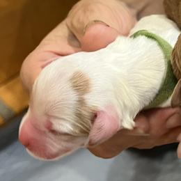 Lime collar boy - Parti male Goldendoodle puppy in Fairfield, California from Twin Sisters Doodles