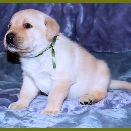 Labrador Retriever Puppies from van Dalen Labradors