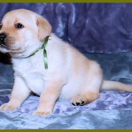 Labrador Retriever Puppies from van Dalen Labradors
