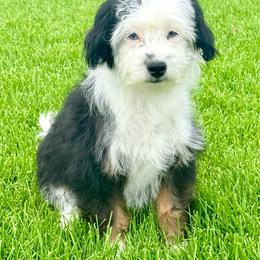 Suzy - female Australian Mountain Doodle puppy in Sterling, Colorado from North 40 Doodles