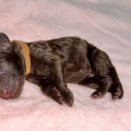 Labradoodle Puppies from Mud Puppies