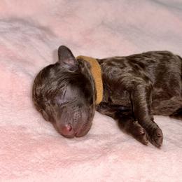 Labradoodle Puppies from Mud Puppies