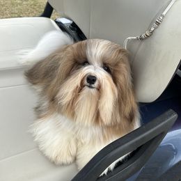 Magic - Havanese