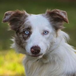 Willow - Border Collie