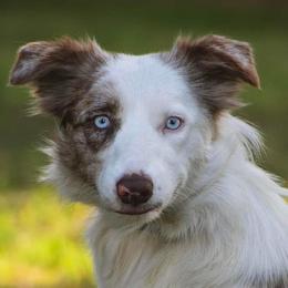 Willow - Border Collie