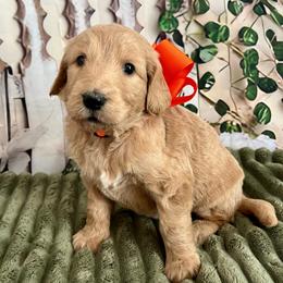 Orange Girl - Cream female Goldendoodle puppy in The Woodlands, Texas from Gracie's Goldendoodles and Bernedoodles of The Woodlands