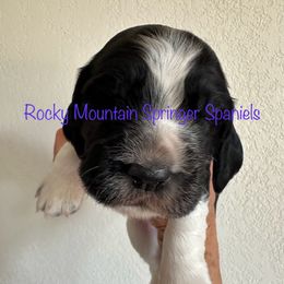 Boy 1 - Black and white male English Springer Spaniel puppy in Cheyenne, Wyoming from Rocky Mountain Springer Spaniels