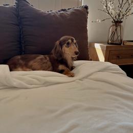 Elodie - Dachshund