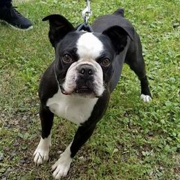 Boston Terriers from Happy Kennels Boston Terriers