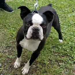 Boston Terriers from Happy Kennels Boston Terriers