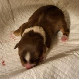 Magic - Red tri-color female Australian Shepherd puppy in Albany, Oregon from Red Cloud Australian Shepherds and DeGray Great Danes & Bulldogs