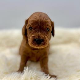 Chip - Red male Cavapoo puppy in La Vernia, Texas from Texas Teddy Bears