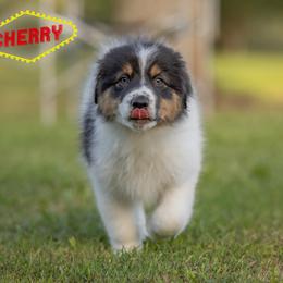 Cherry - Seafoam Girl - Black & white female Australian Shepherd puppy in Victoria, Texas from Rocking Diamond/Point Break