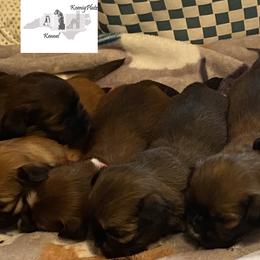 Lhasa Apsos and Rhodesian Ridgebacks from Koenigplatz Kennel