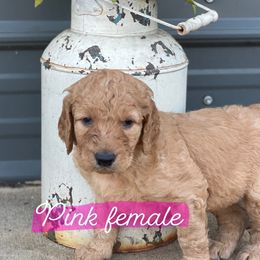Border Collie and Goldendoodle Puppies from That’s My Doodle