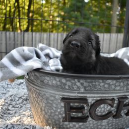 Shiloh Shepherd Puppies from Echo Shilohs