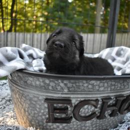 Shiloh Shepherd Puppies from Echo Shilohs