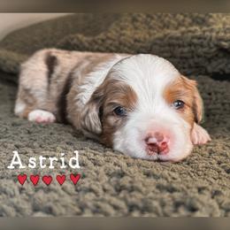 Astrid - Red merle female Miniature American Shepherd puppy in Tupalo, Mississippi from Butterfield Trail Farm