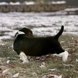 Basset Hound Puppies from Plummer Mountain Kennels