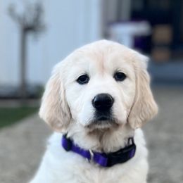 Golden Retriever Puppies from Huckaby’s English Golden Retrievers